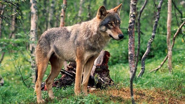 Der Wolf verursacht in Deutschland kaum Schäden (Quelle: dpa)