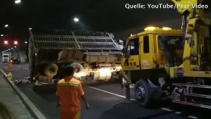 Der kleine Ausflug im Tunnel ist wohl der einzige Moment in Freiheit für die Schweinchen. (Screenshot: YouTube / Pear Video)