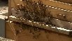 Die Bundestags-Bienenbeauftragte Bärbel Höhn von den Grünen will mit diesem Projekt auch auf die Gefährdung von Insekten in Deutschland hinweisen. (Screenshot: Reuters)