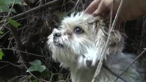 Die Tierretter von 'Hope for Paws' haben wieder eine unglaubliche Geschichte zu erzählen. (Screenshot: Bitprojects)