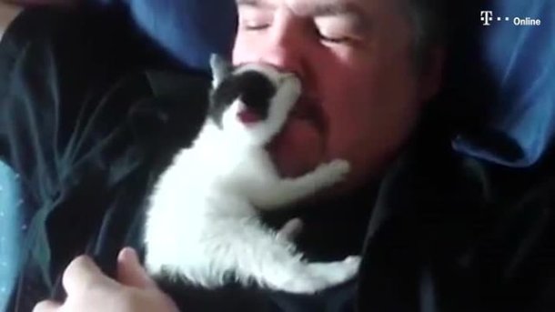 Vor dem Angriff dieses unglaublich putzigen Kuschelkätzchens kann sich wohl niemand retten! (Screenshot: Storyful)
